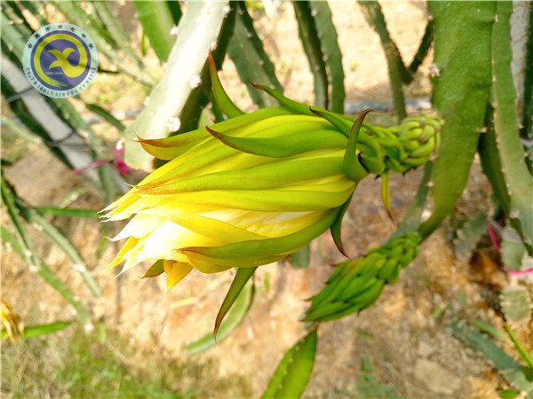 合肥七中第一届生物组教育教学研讨年会顺利召开(图10)