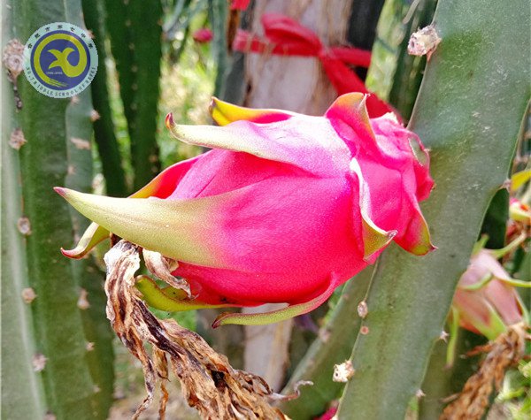 合肥七中第一届生物组教育教学研讨年会顺利召开(图11)