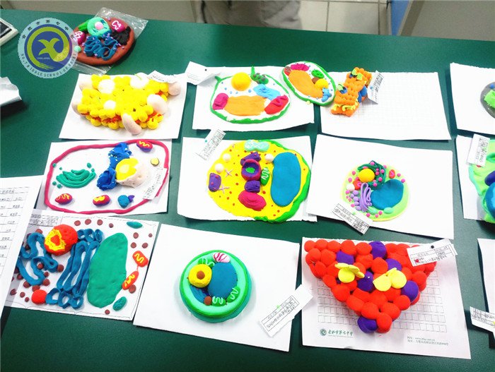 合肥七中2017届生物模型制作比赛成功举办(图4)