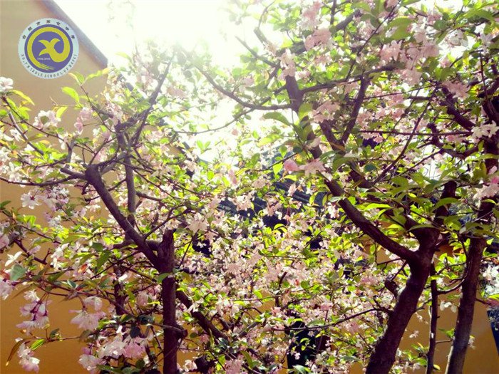 离时古寺西边路，莘莘学子满目中(图4)