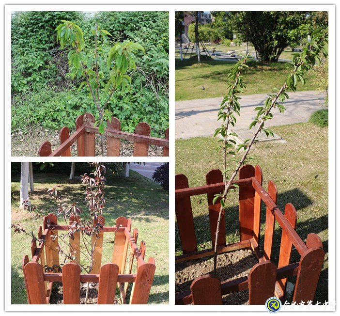 十年树木育桃李 静待花开果满园(图2)