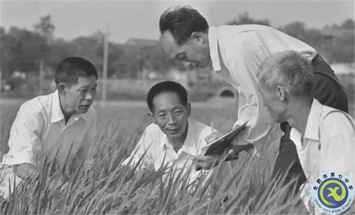 △1980年10月,袁隆平团队攻克制种关.jpg △1980年10月,袁隆平团队攻克制种关.jpg