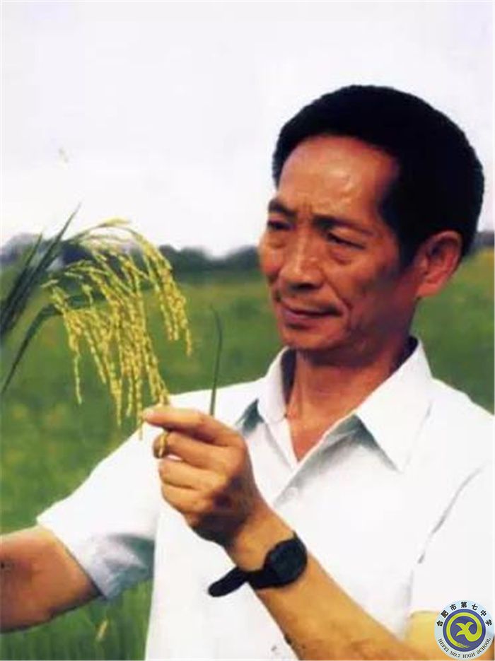 △袁隆平在观察杂交水稻.jpg △袁隆平在观察杂交水稻.jpg